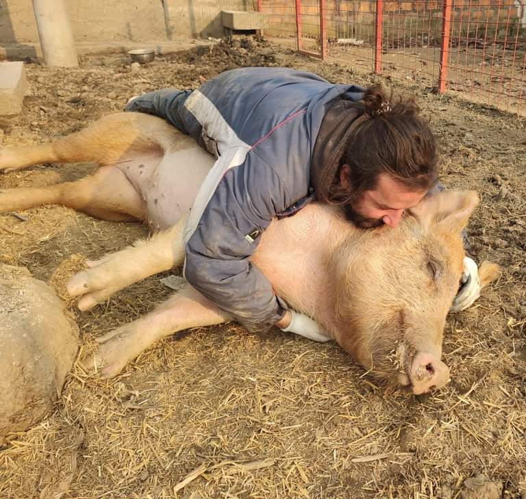 Spasa Prasa, spašena sa farme u saradnji sa udruženjem Sloboda za životinje, u novom domu Azil Riska, 2019.